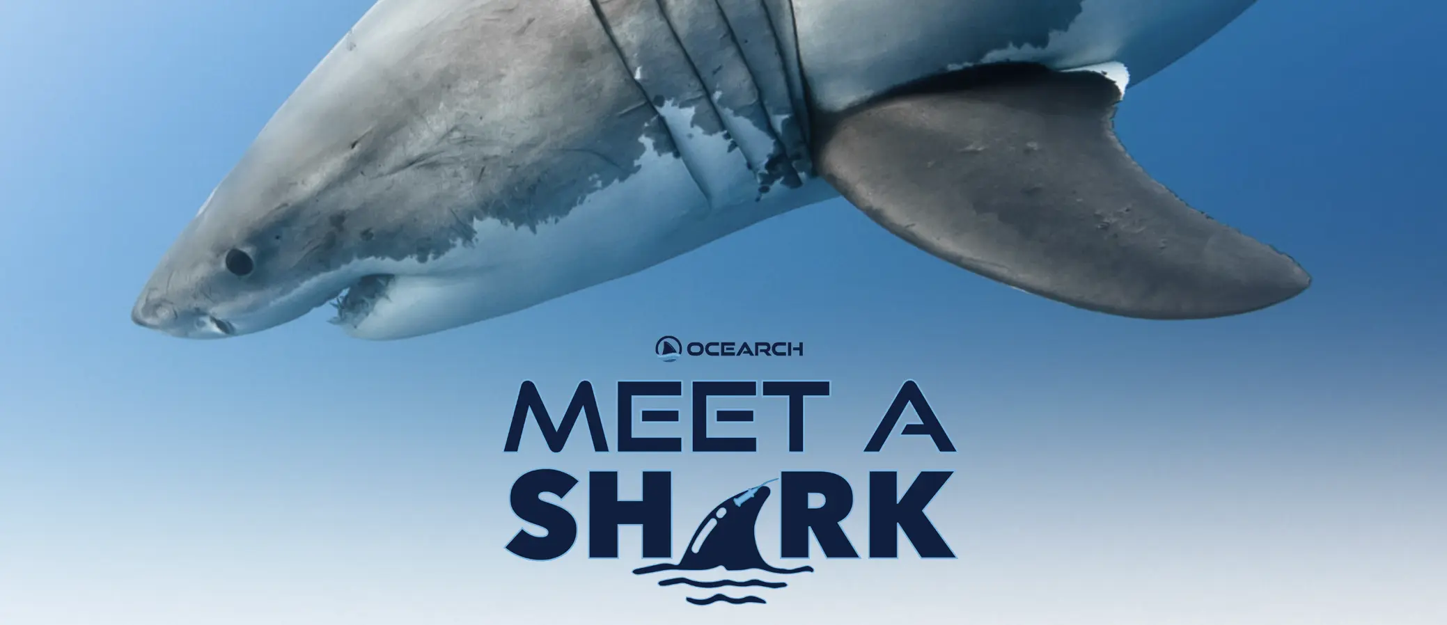 Sweepstake Meet a Shark 2025: The Ultimate Shark Research Adventure by OCEARCH
